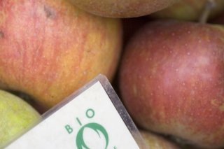 En 2023, les agriculteurs ayant fait le choix du bio disposaient d'une surface cultivable de 190'000 hectares, soit 3700 hectares de plus qu'en 2022 (+2,0%) (image d'illustration). KEYSTONE/GAETAN BALLY
